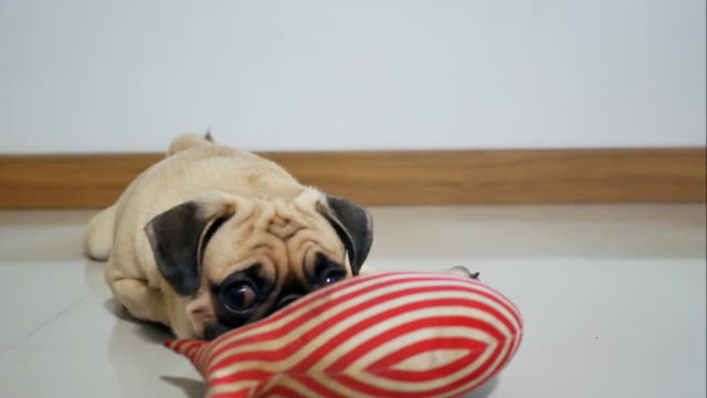 Cute-pug-puppy-dog-play-with-toy