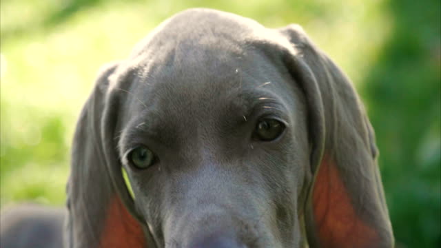 Portrait-of-a-weimaraner-breed-puppy-looking-into-the-room.
