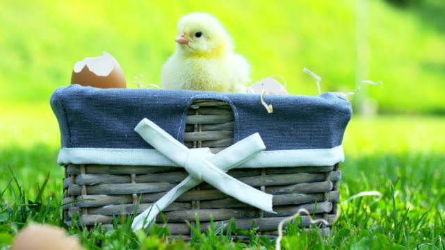 On-a-sunny-day,-little-yellow-chicks-sitting-in-the-grass,-in-the-background-of-green-grass-and-trees