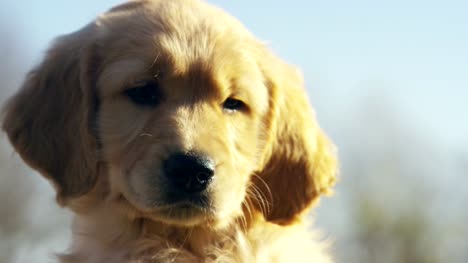 Beautiful-golden-retriever-puppy