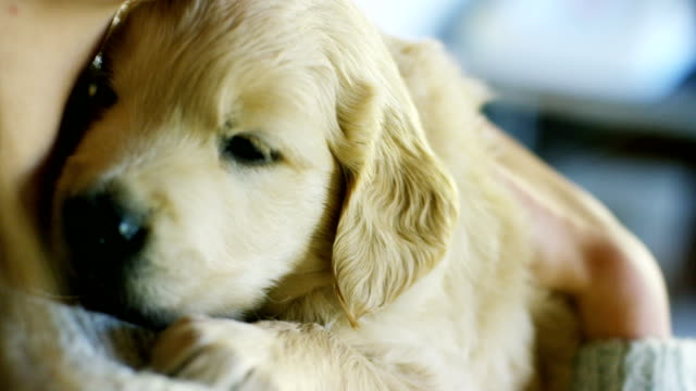 Portrait-of-a-girl-holding-a-cute-golden-retriever-puppy.