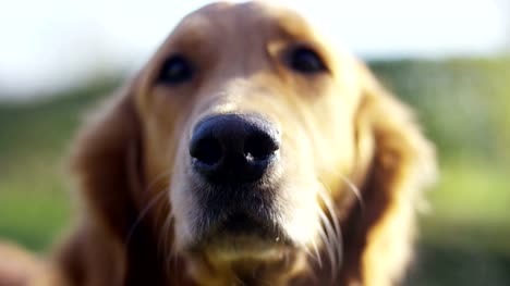 Portrait-of-a-beautiful-Golden-Retriever-dog