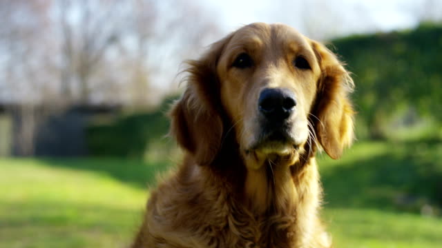Porträt-eines-schönen-Golden-Retriever-Hund