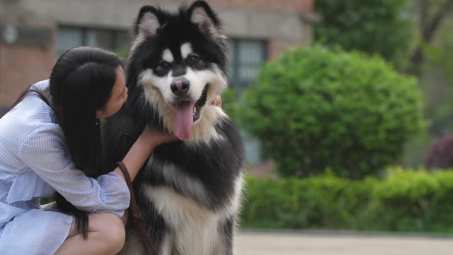 Happy-young-asian-woman-with-her-dog-alaskan-malamute-outdoor,4k