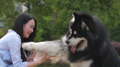 Glückliche-junge-Asiatin,-die-Verfütterung-von-Wasser-an-Hund-Alaskan-Malamute-im-Freien,-4k