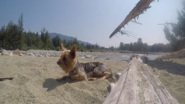 Yorkshire-Terrier-Yorkie-Relaxing-on-Beach-at-River