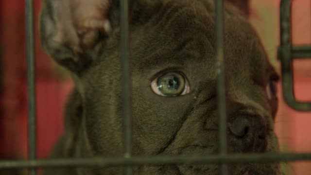 Tolle-Nahaufnahme-eines-süße-französische-Bulldogge-Welpen-in-einem-Käfig