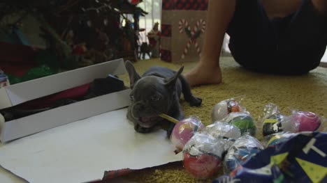 Lenta-de-cachorro-de-bulldog-francés-jugando-con-palo-el-día-de-Navidad