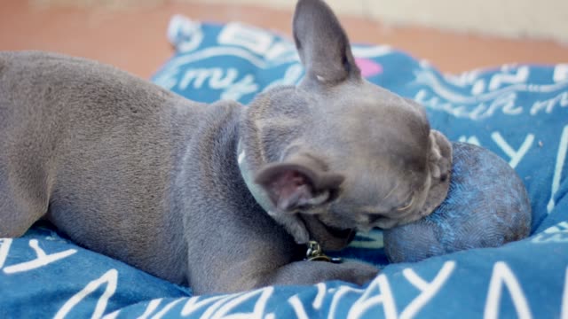 Slow-motion-of-a-French-Bulldog-puppy-biting-a-ball-while-laying-on-a-big-pillow