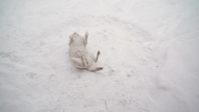 Ein-weißer-Labrador-Retriever-Hund-spielen-im-Schnee