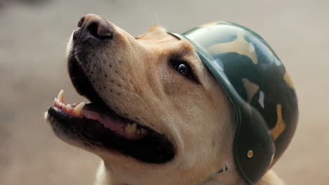 Schöne-Erwachsene-golden-Labrador-Hund-in-militärischen-Helm.-Doggy-Lächeln-auf-den-Lippen.-Er-fühlt-sich-heiß-im-Sommer.-Ausgebildete-Krieg-Hund-Zeitlupe.