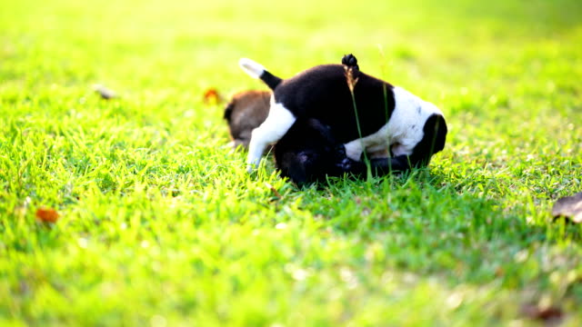 Puppy-dog-or-little-dog-playing-on-grass-filed-meadow-on-sunlight-of-daytime.-Light-of-sun-pass-to-green-grass-is-beauty.-Black-and-white-fur-body-of-dog.