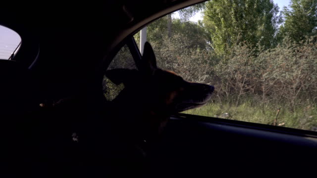 Der-Hund-im-Auto-schaut-aus-dem-Fenster
