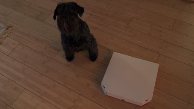 El-perro-está-sentado-junto-a-la-caja-de-la-pizza-en-el-piso