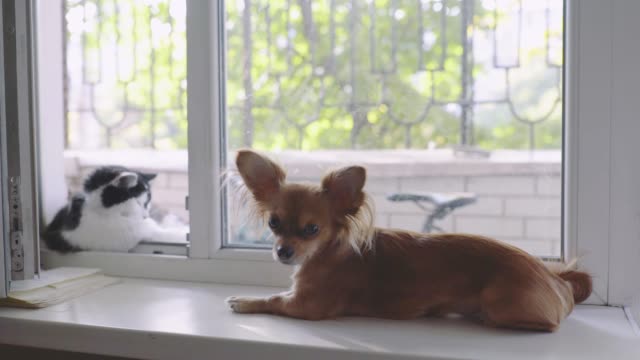 Katze-und-Hund.-Chihuahua-Hund-und-flauschige-Katze-auf-der-Fensterbank-im-Haus
