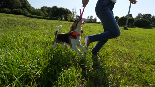 Beagle-Hund-mit-Besitzer-spielen,-laufen-und-fangen-Spielzeug