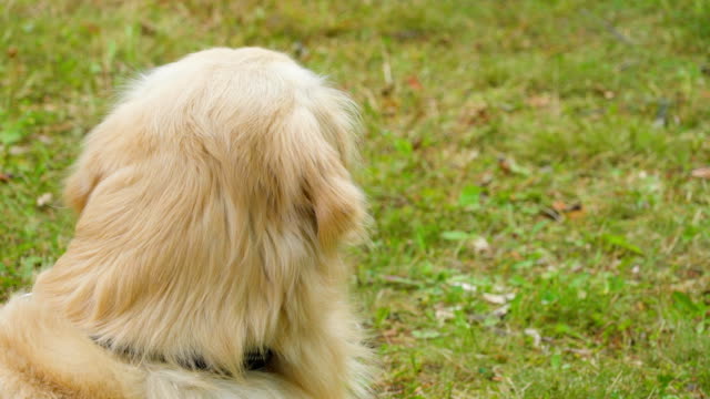 Die-pelzigen-weißer-Golden-Retriever-Hund-Verlegung-auf-dem-Rasen
