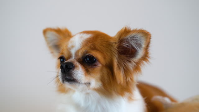 Niedliche-Chihuahua-Hund-isoliert-auf-weißem-Hintergrund