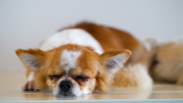 Niedliche-Chihuahua-Hund-isoliert-auf-weißem-Hintergrund