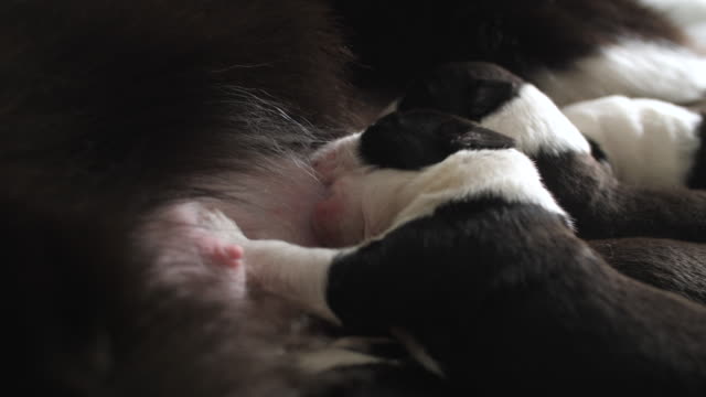 Newborn--Border-Collie-puppy-suck-the-breast
