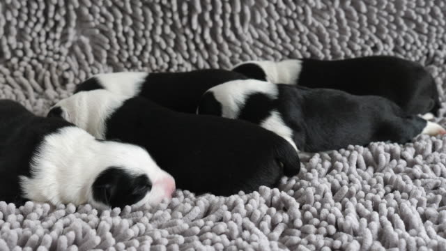 Newborn--Border-Collie-puppy-together-close-up