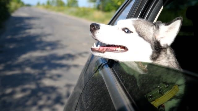 Cerca-de-hermosa-husky-siberiano-perro-mirando-desde-la-ventana-del-coche-en-movimiento-en-día-soleado.-Animal-doméstico-pega-su-cabeza-fuera-del-automóvil,-para-disfrutar-del-viento-y-viendo-a-la-naturaleza.