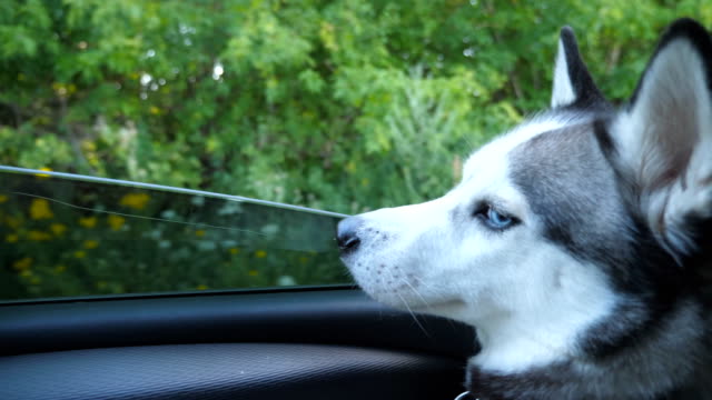 Siberian-husky-dog-sticking-her-nose-out-from-the-window-of-automobile-and-looking-to-beautiful-nature-at-countryside.-Young-domestic-animal-sitting-in-backseat-of-moving-car-at-sunny-day.-Close-up