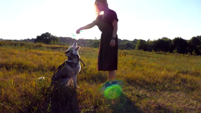 Profile-of-young-girl-with-blonde-hair-holding-in-hands-a-plastic-bottle-while-siberian-husky-dog-biting-and-pulling-her-at-meadow.-Happy-woman-spending-time-together-with-pet-at-field-during-sunset.