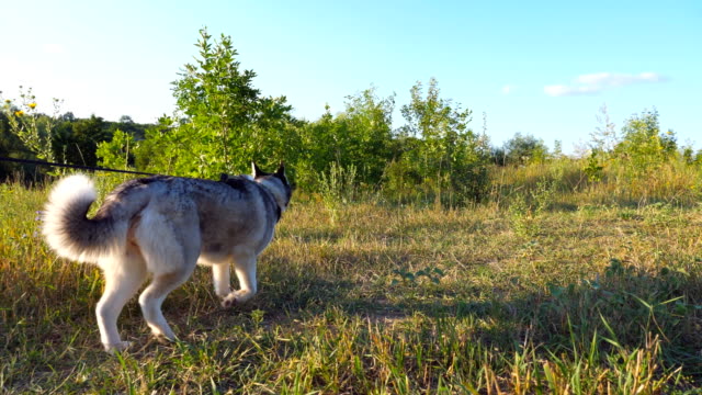 Dolly-shot-of-young-siberian-husky-dog-pulling-the-leash-while-walking-along-trail-at-field-on-sunset.-Beautiful-pet-going-along-path-at-meadow.-Summer-nature-landscape-at-background.-Close-up
