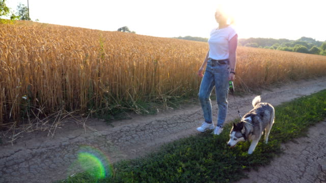 Profile-of-young-girl-in-sunglasses-going-with-her-siberian-husky-along-road-near-wheat-field-on-sunset.-Female-owner-walks-with-her-beautiful-dog-on-leash-along-trail-near-meadow.-Close-up-Side-view