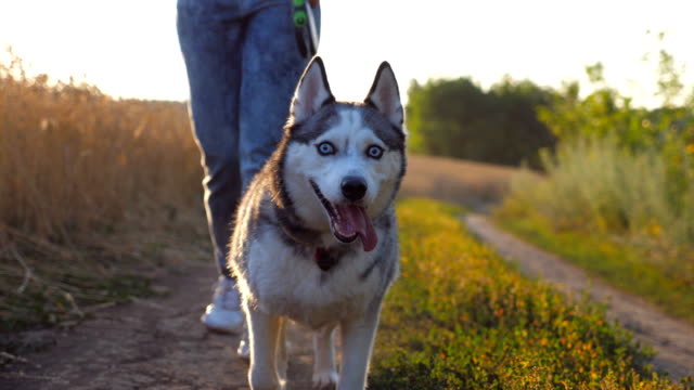 Close-up-of-siberian-husky-dog-pulling-the-leash-during-walking-along-road-near-wheat-field.-Feet-of-young-girl-going-along-the-trail-near-meadow-with-her-cute-pet.-Blurred-nature-at-background.