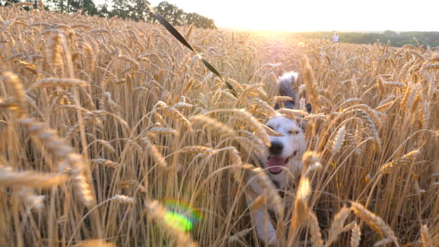POV-of-owner-pulling-her-siberian-husky-dog-on-leash-through-tall-spikelets-at-meadow-on-sunset.-Young-domestic-animal-jogging-on-golden-wheat-field.-Summer-nature-landscape-at-background.-Close-up
