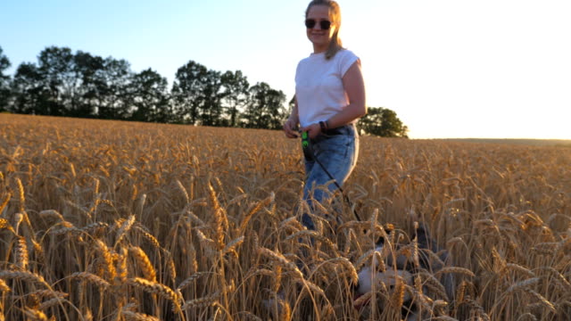 Profile-of-young-girl-in-sunglasses-walking-with-her-siberian-husky-on-leash-across-golden-spikelets-at-meadow-on-sunset.-Beautiful-woman-with-blonde-hair-spending-time-with-her-dog-at-wheat-field.