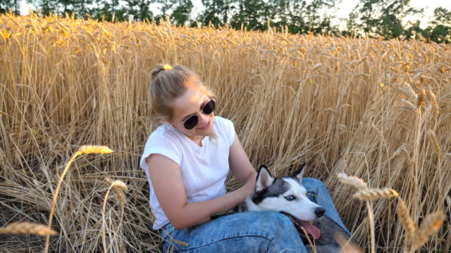 Dolly-shot-of-happy-woman-with-blonde-hair-sitting-in-field-of-ripe-wheat-and-caress-her-siberian-husky-dog-at-sunset.-Young-girl-in-sunglasses-stroking-her-cute-pet-among-golden-spikelets-at-meadow.