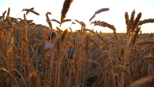 Movement-through-golden-ripe-stalks-of-wheat-to-the-young-girl-which-playing-with-her-dog-on-the-field-at-sunset.-Happy-woman-with-blonde-hair-resting-with-her-pet-among-golden-spikelets.-POV-Close-up