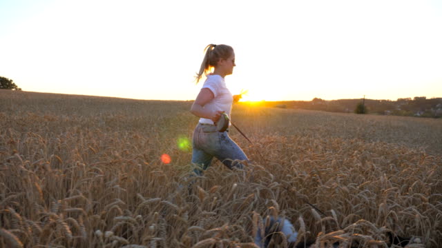 Profile-of-young-girl-holding-golden-wheat-stalks-in-hand-and-jogging-with-her-siberian-husky-on-leash-across-meadow.-Caucasian-woman-running-with-her-dog-at-cereal-field-on-sunset.-Close-up-Side-view