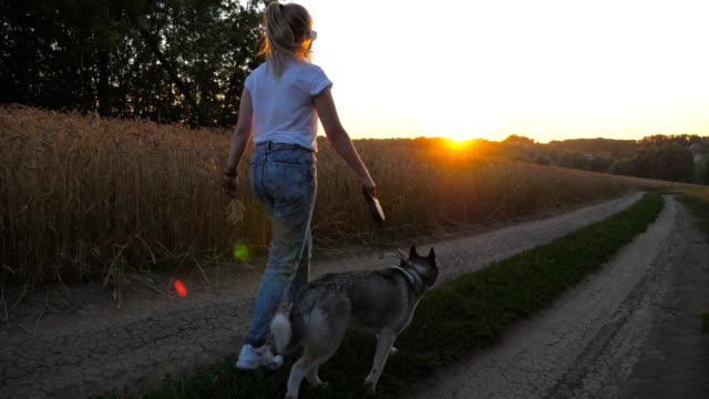 Follow-to-young-girl-holding-golden-wheat-stalks-in-hand-and-walking-with-her-siberian-husky-along-road-near-wheat-field.-Female-owner-going-with-cute-dog-on-leash-along-trail-near-meadow-at-sunset
