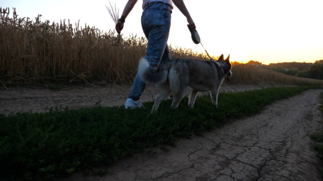 Young-girl-holding-golden-wheat-stalks-in-hand-and-walking-with-her-siberian-husky-along-road-near-wheat-field.-Feet-of-female-owner-going-along-the-path-near-meadow-with-cute-dog.-Low-angle-view