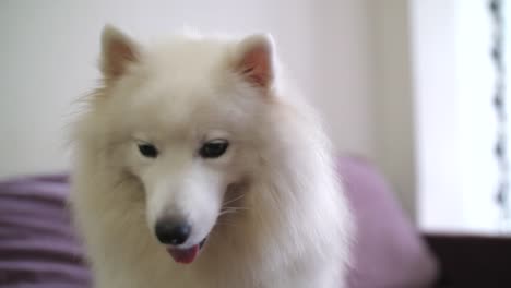 Portrait-of-adult-samoyed-dog