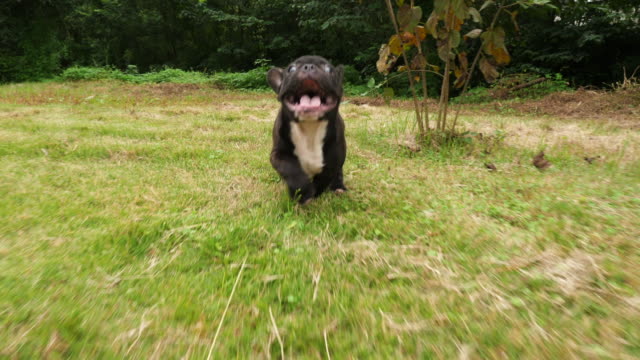 Cachorro-de-Bulldog-Francés-de-negro-jugando-al-aire-libre,-4k