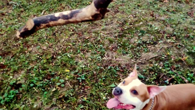 Dog-catching-a-branch-in-slow-motion