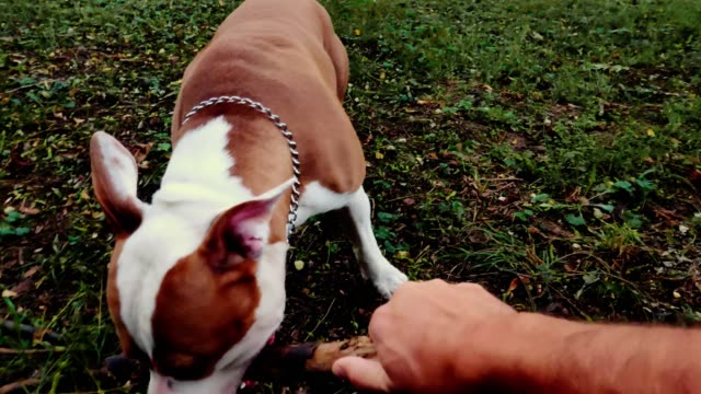 Dog-playing-tug-of-war-with-his-owner