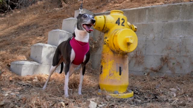 Slow-Motion-italienisches-Windspiel-Hund-hecheln-durch-Outdoor-Hydranten