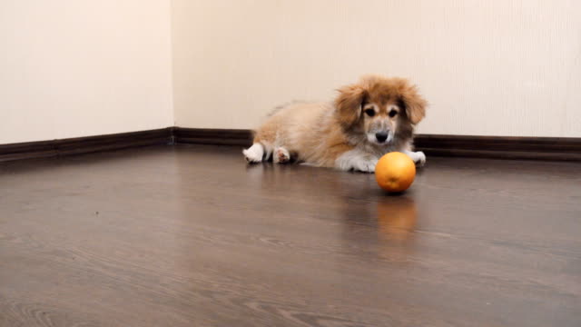 Young-corgi-dog-puppy-playing-with-the-orange-fruit-indoors