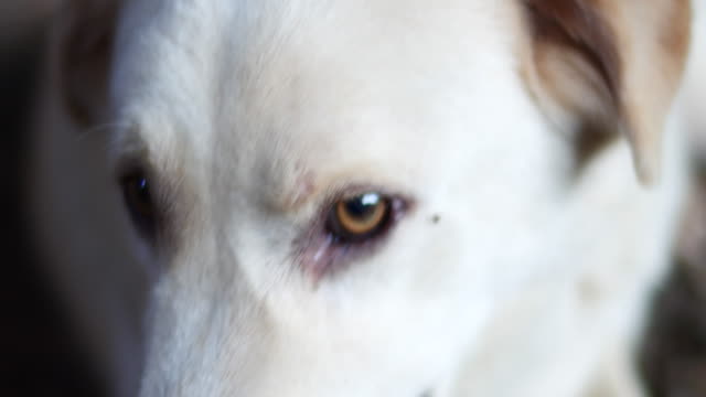 Nahaufnahme-Gesicht-weißer-Hund