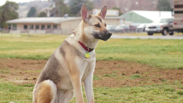Beautiful-german-shepherd-puppy-obedience-training-at-park-in-mountains