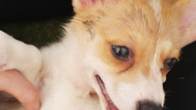 One-Welsh-Corgi-puppy-enjoy-massage-,-Close-up-4k