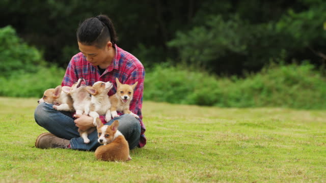 Young-man-with-his-five-Corgi-puppies-outdoor,4k