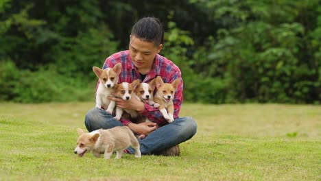 Joven-asiática-con-cinco-cachorros-de-Corgi-en-brazo,-4k
