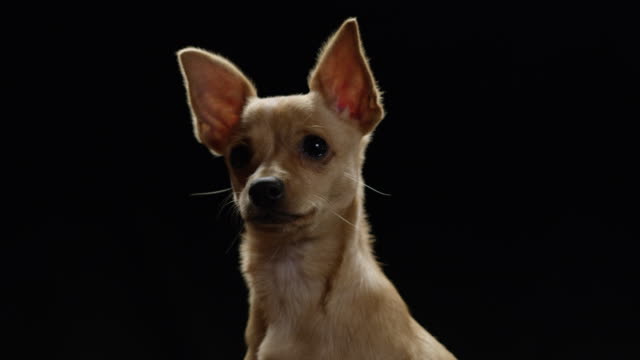 Entzückende-Welpen-auf-schwarzem-Hintergrund-Chihuahua